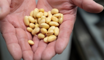 掌の上の大豆
